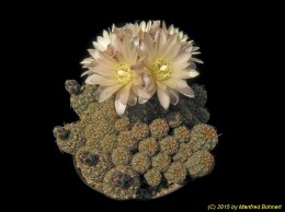 Gymnocalycium spec. 9